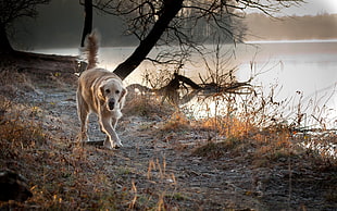 yellow Labrador Retriever walking beside body of water HD wallpaper