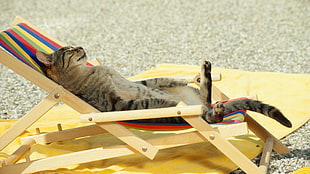 gray tabby cat, animals, cat