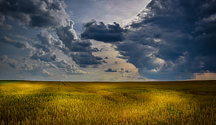 Green Grass Field during Daytime HD wallpaper