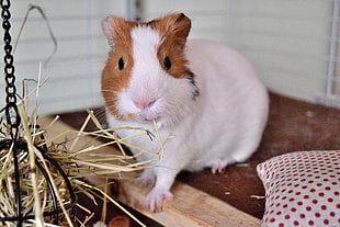 white and brown guinea pig HD wallpaper