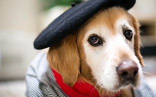 brown and white dog, animals, dog, hat, berets HD wallpaper