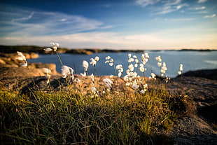 white flowers under clear sky during daytime HD wallpaper