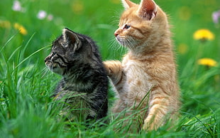 black and brown kittens