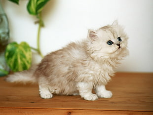 white Persian kitten close-up photo HD wallpaper