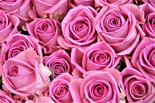 pink roses HD wallpaper