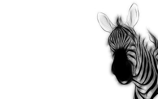 black and white zebra painting HD wallpaper