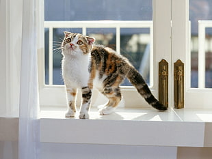 short-fur white, brown, and black cat close-up photo