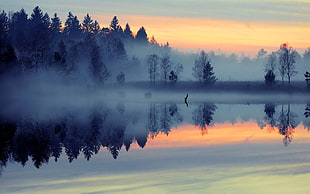 forest with fog, nature, landscape, mist, lake HD wallpaper