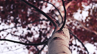 forest, trees, birch