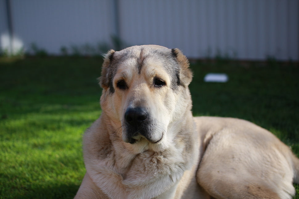 fawn and grey Anatolian Shepherd dog HD wallpaper