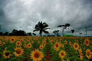 inline sunflower plantation under grey cloudy sky HD wallpaper