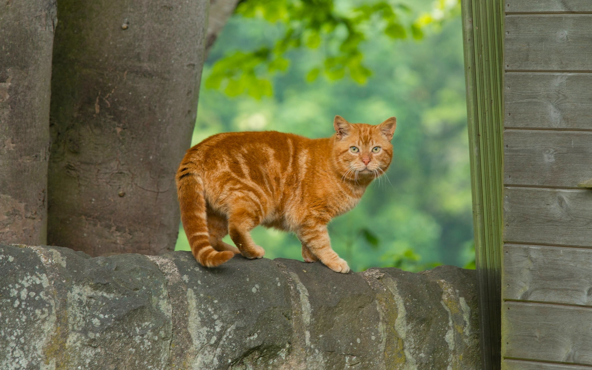 orange tabby cat