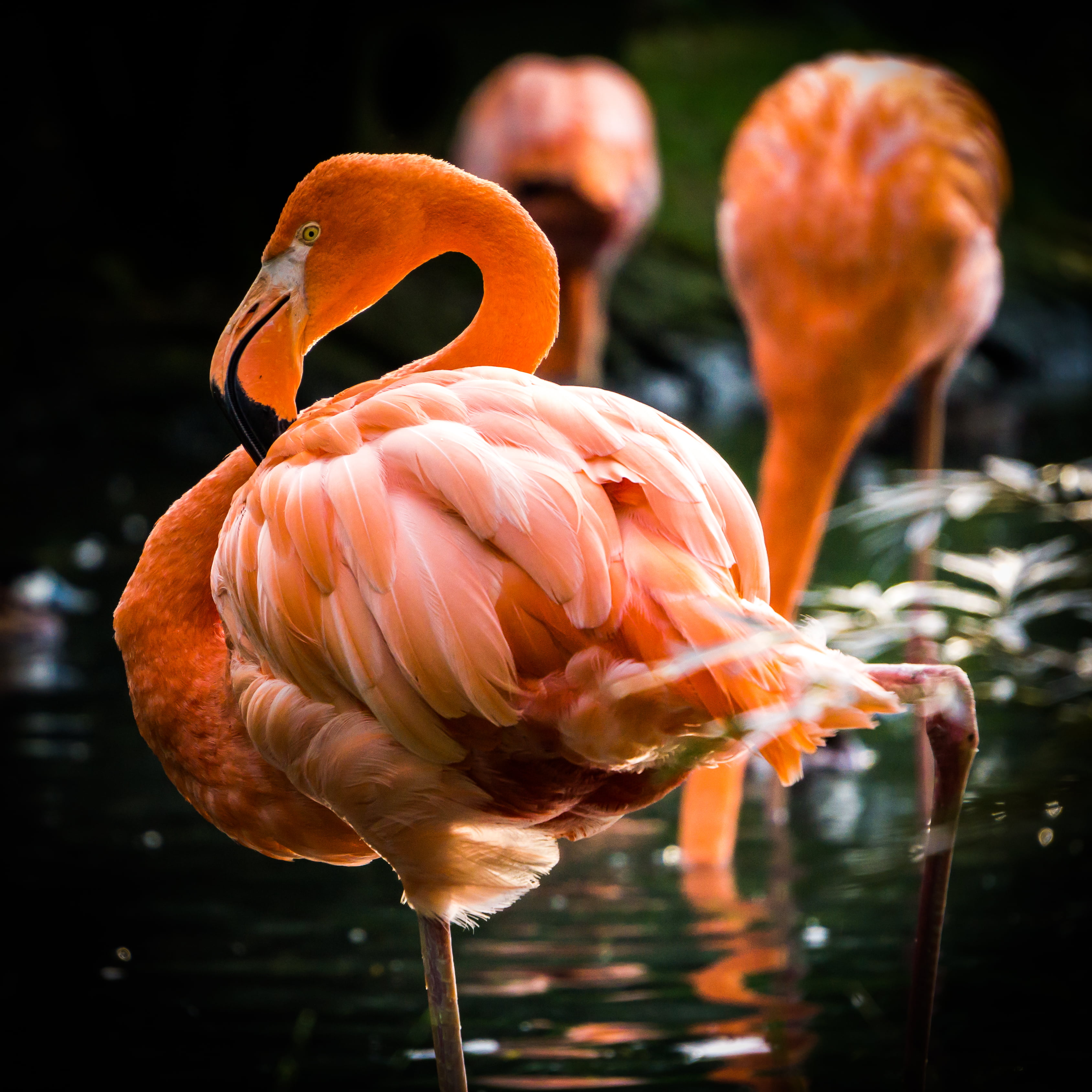 Selective focus photography of pink Flamingo HD wallpaper | Wallpaper Flare