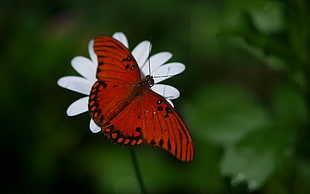 Gulf Fritillary butterfly HD wallpaper