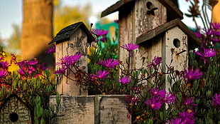 three brown wooden birdhouses, flowers, photography HD wallpaper