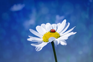 red and black Ladybug on white Daisy flower screenshot HD wallpaper