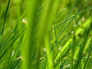 green grass in focus photography HD wallpaper