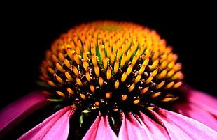 close-up photography of pink petaled flower, echinacea HD wallpaper