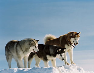 three Siberian Husky on snow field during daytime HD wallpaper