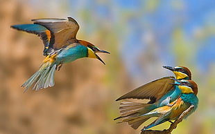 three European Bee-eaters HD wallpaper