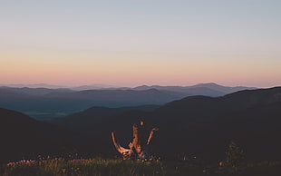 mountain range, mountains, landscape, nature, forest