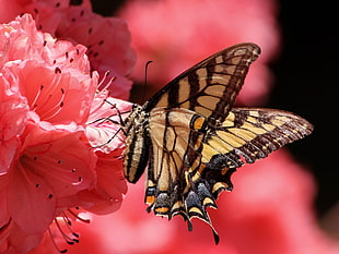 close up photo of brown and yellow butterfly perched on pink petaled flower HD wallpaper