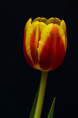 yellow and red tulip flower