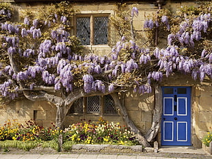 purple Wisteria tree beside house at daytime HD wallpaper