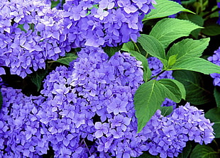 purple hydrangeas close-up photo HD wallpaper