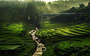 green rice field, nature, landscape, rice paddy, river HD wallpaper