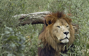 brown Lion