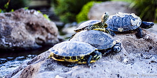 four turtles in rock HD wallpaper