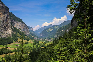 green grass and green grass, forest, sky