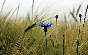 blue Cornflowers and wheats closeup photography HD wallpaper