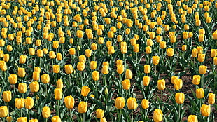 yellow flowers with green leaves