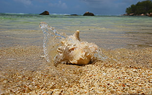 sea shell on sea shor HD wallpaper