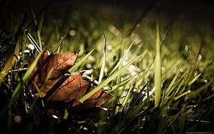 dried leaf, grass, leaves