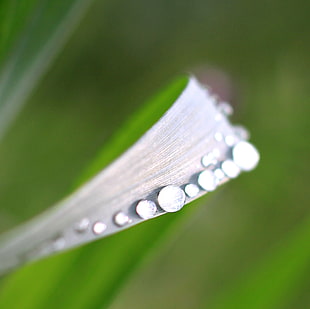 green and gray leaf with water bubbles photo