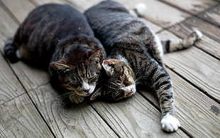 two brown tabby cats, cat, animals, wooden surface, stretching HD wallpaper
