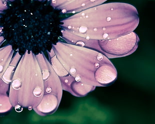 selective focus photography of purple and black petaled flower