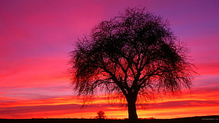 silhouette of lone tree wallpaper, trees, sunset, sky, shilouettes HD wallpaper