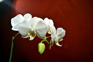 white flowers, flowers, nature, orchids HD wallpaper
