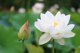 blooming white petaled flower