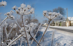 white coated snow flowers HD wallpaper