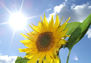 yellow sunflower