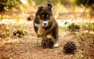 brown and grey long-coated puppy beside pinecones at daytime HD wallpaper
