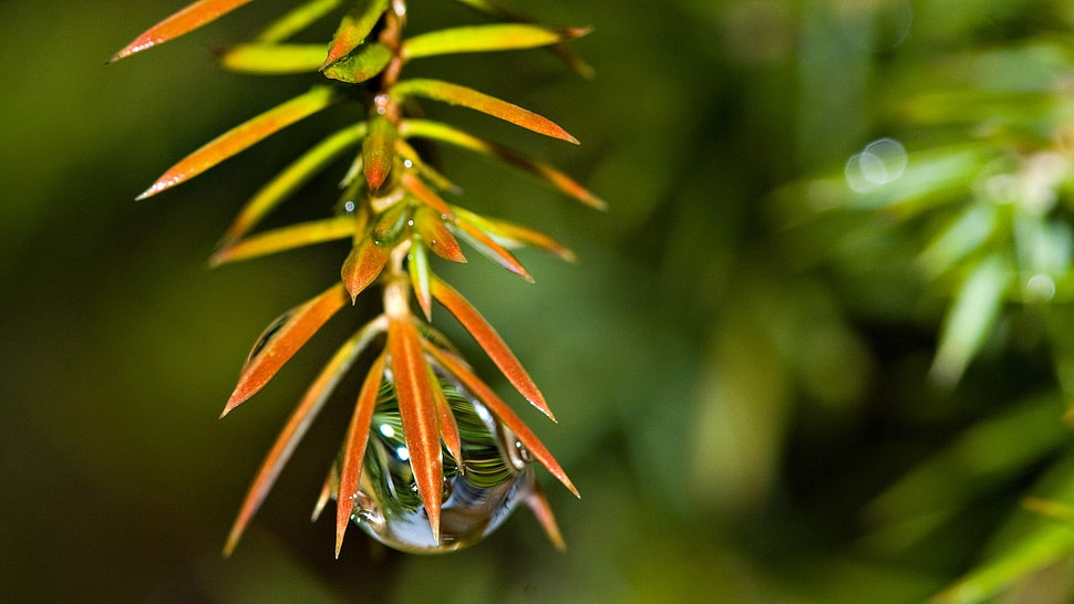 Orange leafy plant HD wallpaper | Wallpaper Flare