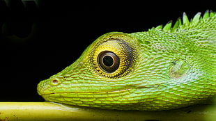 close-up photography of green Chameleon perched on branch HD wallpaper