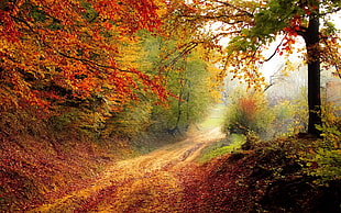 green and brown tree, fall, road, trees