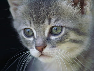 macro shot of gray cat